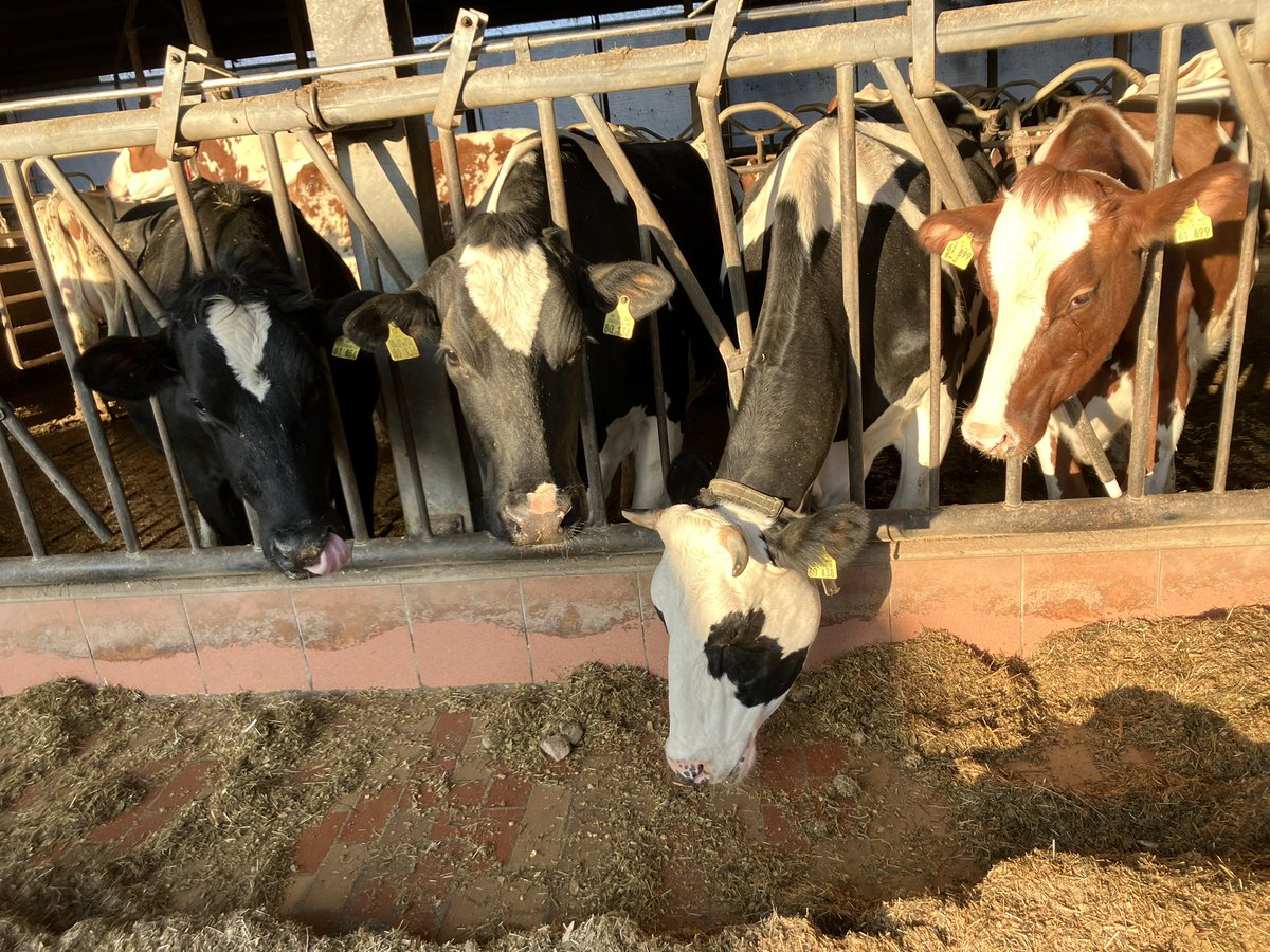 EuroKoeIDEE's tweet photo. Bevroren aardappel vezels kun je beter niet voeren want veel koeien eten dat niet muv een aantal die vervolgens te veel krijgen met alle gevolgen vandien. https://t.co/dJ9QoGydIk