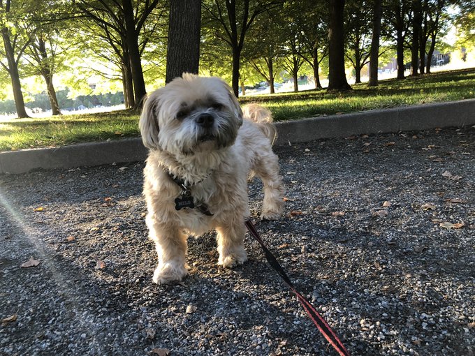 if you have been wondering what i want for a holiday gift i would love some help with mr. milo's vet
