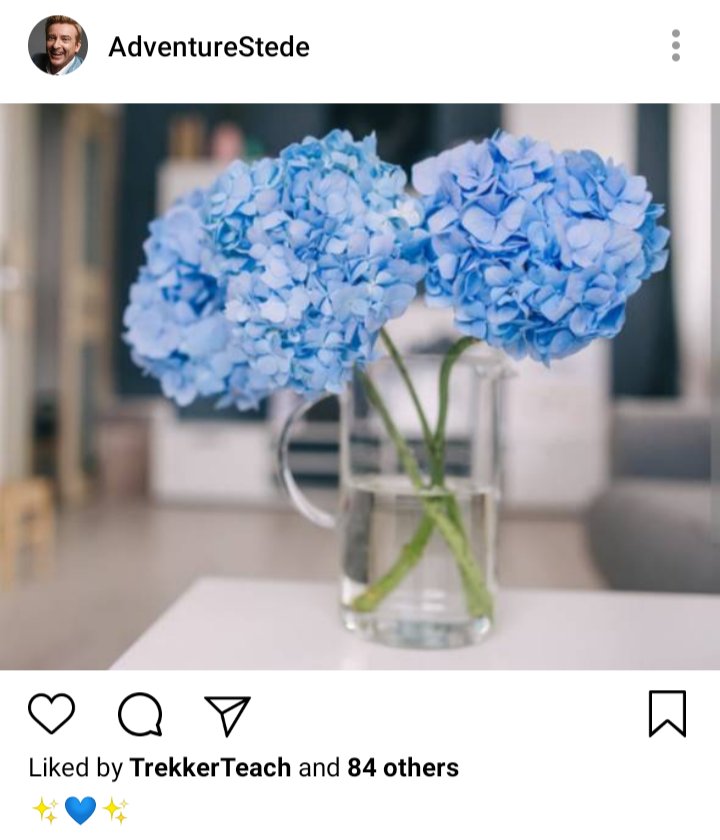 Stede's IG. Image of blue hydrangeas in a vase. Caption reads "✨💙✨" 