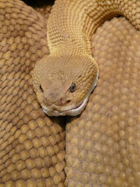 updatecharts's tweet photo. Cientistas descobrem clitóris em cobras fêmeas. https://t.co/F3ijgi3ZNe