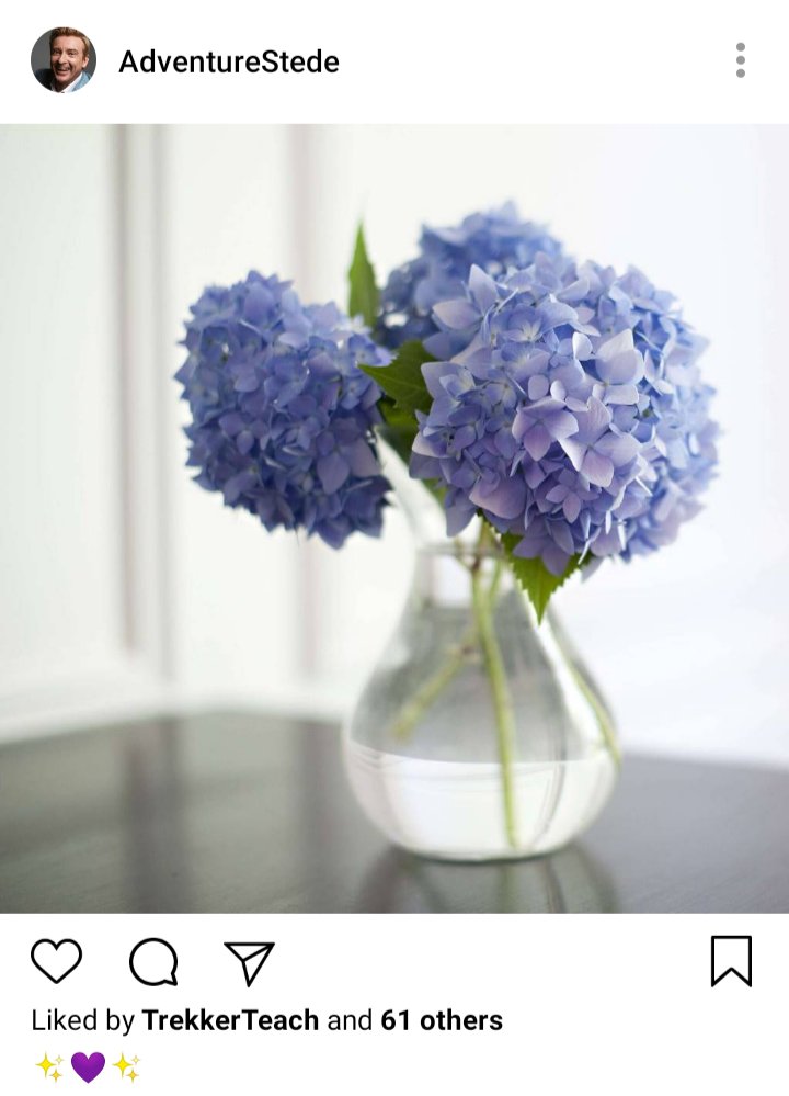 Stede's IG. Photo of purple hydrangeas. Caption reads "✨💜✨" 