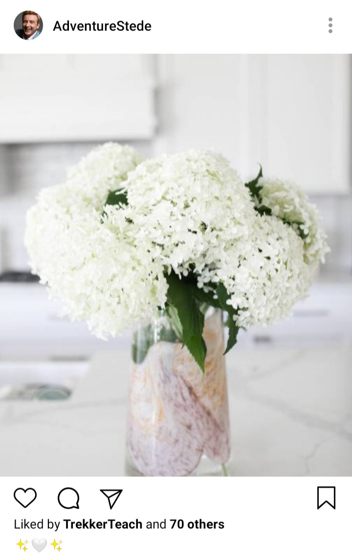 Stede's IG: Picture of white hydrangeas. Caption reads "✨🤍✨" 