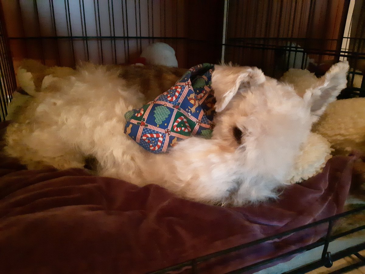 Archer_Im_a_Dog's tweet photo. I'm Archer. Pals, it's serious, I've been baffed, there's a big snow/ice storm. I'm officially in hibernation ππΎ #bed #nowalks #dogsoftwitter https://t.co/DJ6Cuvf1Uq