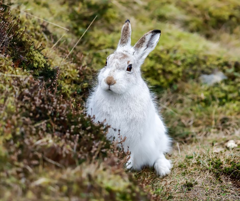 Mammal_Society's tweet photo. Have you heard about the Volunteer Mountain Hare survey? 🐇

If you live, or spend time in the Scottish upplands, then Mountain hares need your help! ⛰️

Find out more about the survey and sign up now on our website! 📝

@_BTO @nature_scot @Gameandwildlife https://t.co/Jv514sCnmF
