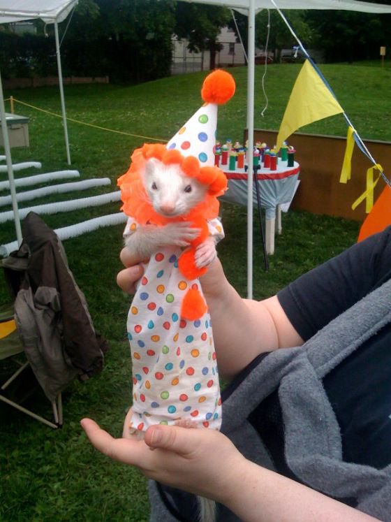 clownofthe_'s tweet photo. today's clown of the day is this ferret! https://t.co/i3vvXwPICf