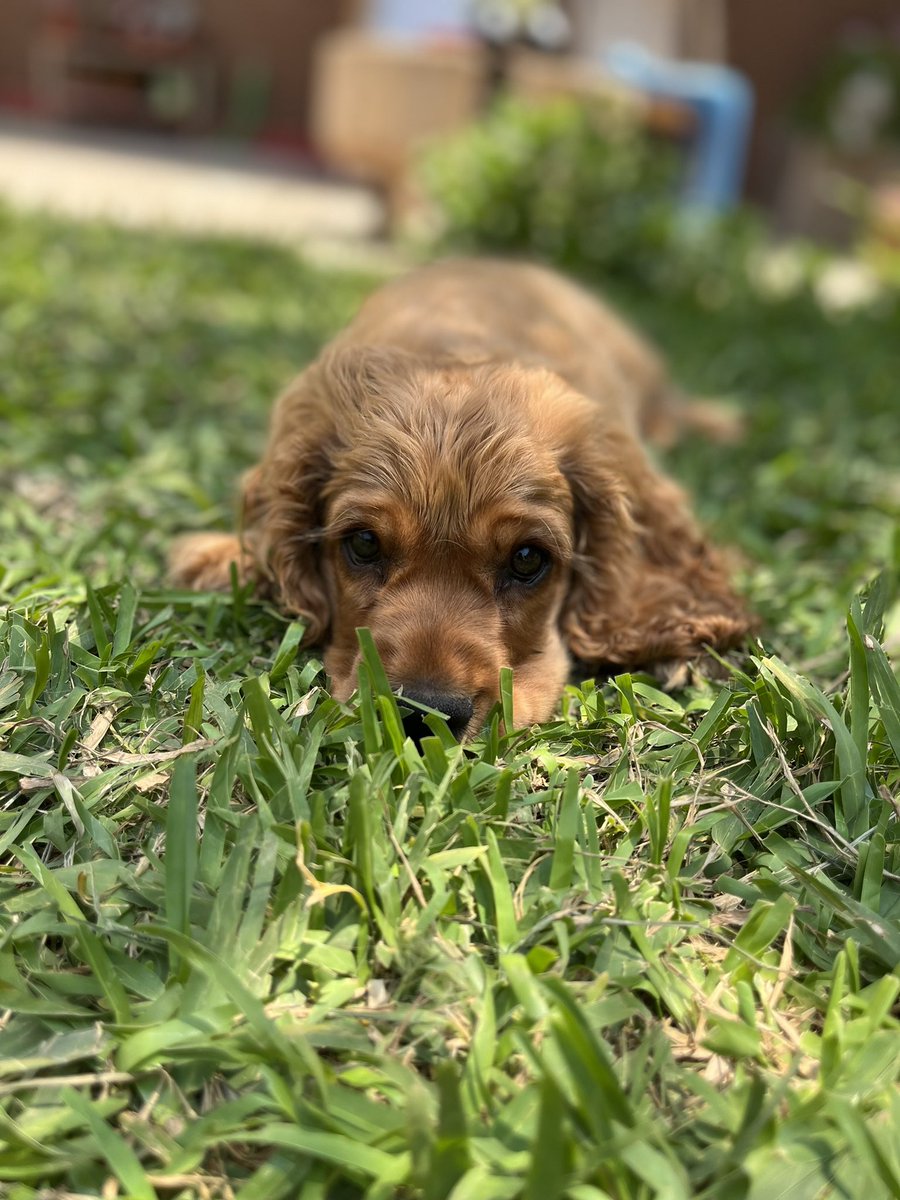 RosseCruces's tweet photo. @TweeetsOfDogs Holis !!!! https://t.co/kILdXMIdxU