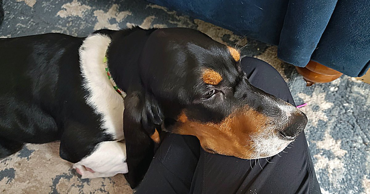 bedevilledcat's tweet photo. Someone is petrified of the vacuum. He climbed in my lap and then slowly slid to the carpet.
#BassetProblems https://t.co/Ot1IFl63b8