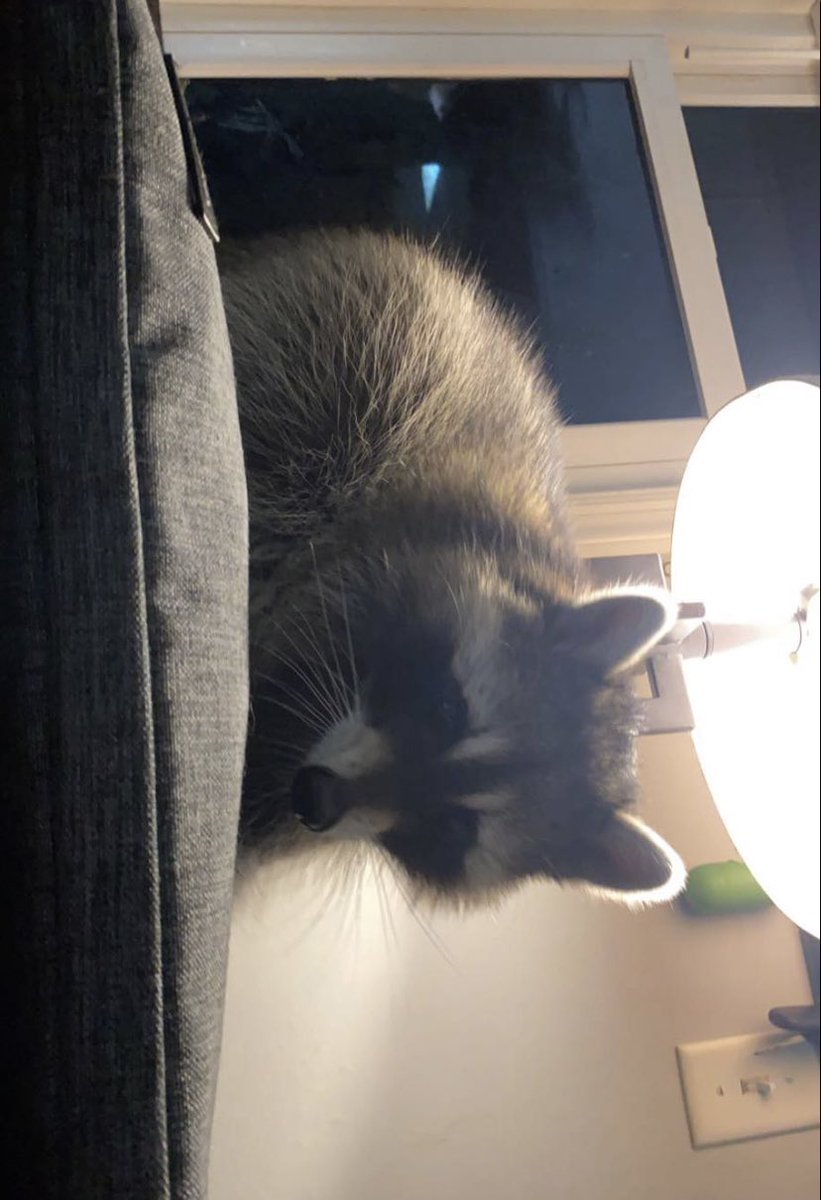 faetful's tweet image. Why do I still have this thing.