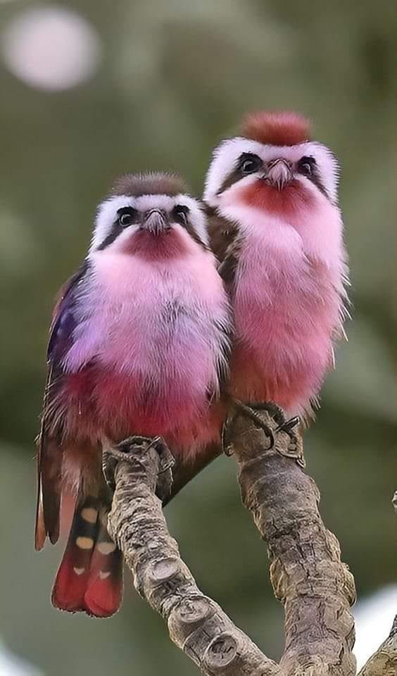 Your owls for tonight!
#photos #photography #birds #owls