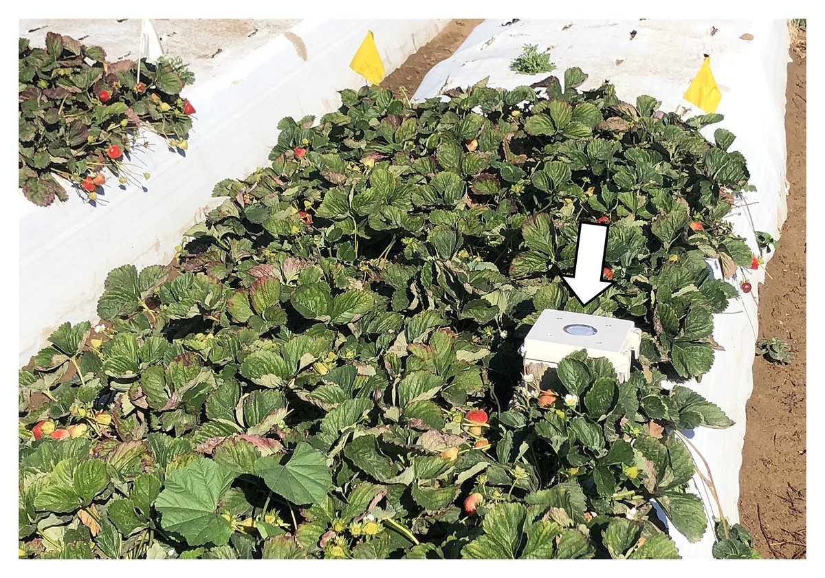 Plant Health Progress (@planthealthprog) on Twitter photo Editor's Pick! Paulo Mello et al. developed & evaluated 2 advanced tractor-drawn systems in FL & CA for the suppression of strawberry powdery mildew.
π for a limited time: doi.org/10.1094/PHP-01β¦
<a href="/UFGulfCoastREC/">UF Gulf Coast REC</a> <a href="/rodrigobonofre/">Rodrigo Onofre</a> <a href="/IcahnMountSinai/">Icahn School of Medicine at Mount Sinai</a> <a href="/driscollsberry/">Driscoll's Berries</a> <a href="/CornellCALS/">Cornell CALS</a> Editor's Pick! Paulo Mello et al. developed & evaluated 2 advanced tractor-drawn systems in FL & CA for the suppression of strawberry powdery mildew.
π for a limited time: doi.org/10.1094/PHP-01β¦
<a href="/UFGulfCoastREC/">UF Gulf Coast REC</a> <a href="/rodrigobonofre/">Rodrigo Onofre</a> <a href="/IcahnMountSinai/">Icahn School of Medicine at Mount Sinai</a> <a href="/driscollsberry/">Driscoll's Berries</a> <a href="/CornellCALS/">Cornell CALS</a>