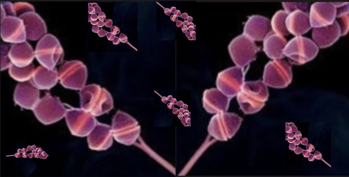 ArtPeixe's tweet photo. #digitalart #bacteria #coccus https://t.co/pYzwo0q4Xv