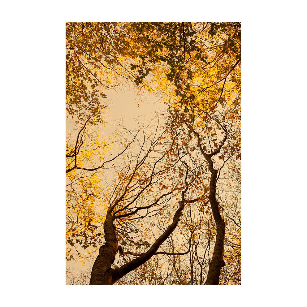 xaviermanrique's tweet photo. Tardor persistent.

#transitsproject #moodproject #uproject
#nature #autumn #forest
#visualpoetry #artnature
#poemavisual #bellesa #melangia
#misty
#landscapephotography #naturephtography #fineartphotography 
#xmanrique https://t.co/OJ14mw2vSY