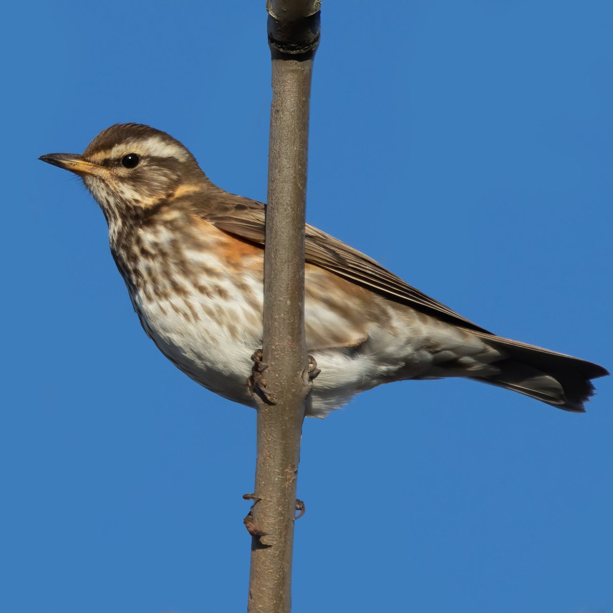 martinroper5462's tweet photo. Redwing #Iport #Birds https://t.co/Bo971V6Lsr