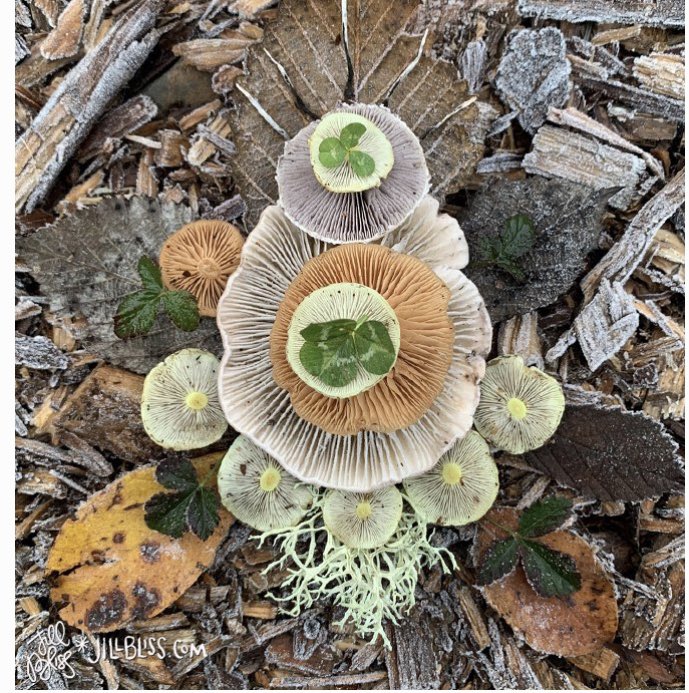 This mornings finds in the frost.