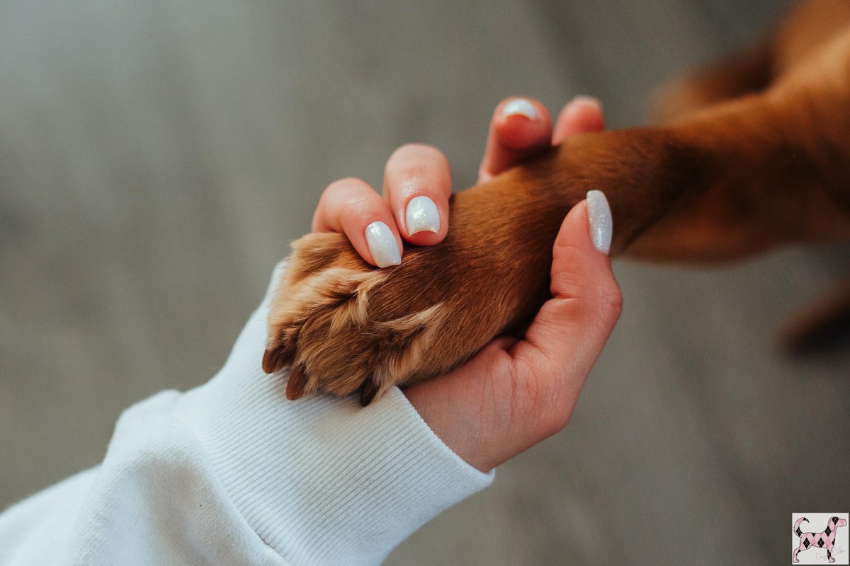 #FunFact

There have been a few studies it turns out that just like us, dogs have a preferred hand (paw) to lead with. You can find out whether your dog is left or right-pawed by giving them their favorite toy and see which paw they use to help them first! 🐾 

#DogsbyDebin