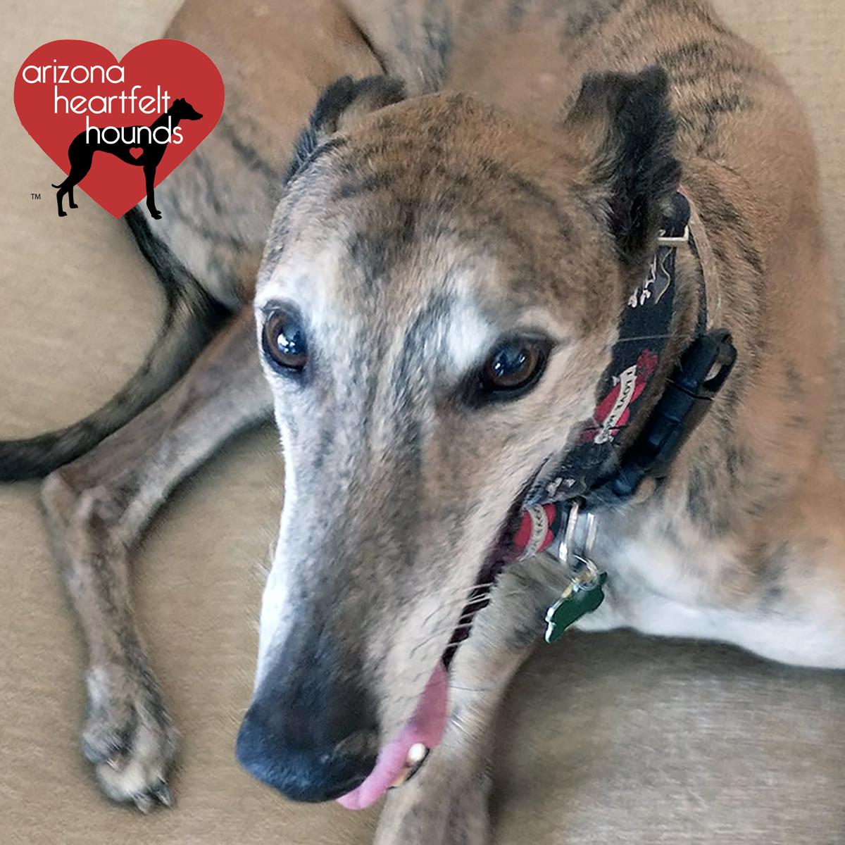 AZHeartHounds's tweet photo. Arizona Heartfelt Hounds thanks you for your continued support throughout 2022! There is still time to make your tax-deductible donation. Go directly to our online donation form: https://t.co/MUJ2XkJIF4

And greyt AHH news:
https://t.co/dPvowgv5B5

#azheartfelthounds
#soldoglodge https://t.co/XcmDorK9aR