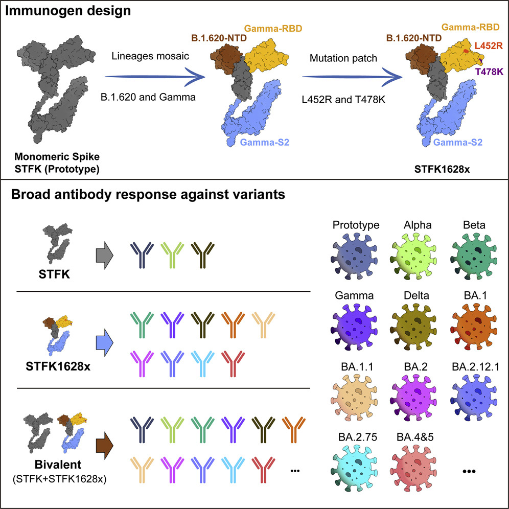 Cell Host & Microbe on Twitter "Crossvariant antigenic coverage of Cell Host & Microbe on Twitter "Crossvariant antigenic coverage of