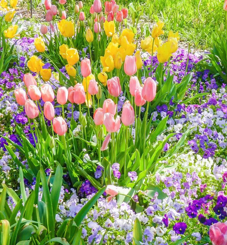 piinkibun's tweet photo. flowers on the tl to make ur day better https://t.co/ewhplASVRg
