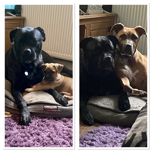 PawsOutandAbout's tweet photo. This is Eve, a gorgeous caramel 8 month old bull breed who came into @AnimalSkylors as a puppy with a foot deformity.  Gentle girl, loves life and her fellow dogs currently in rescue
If you could spare just £1 or please share instead? Diolch Thankyou
https://t.co/9JjMF8NXF9... https://t.co/xGudMVGNWM