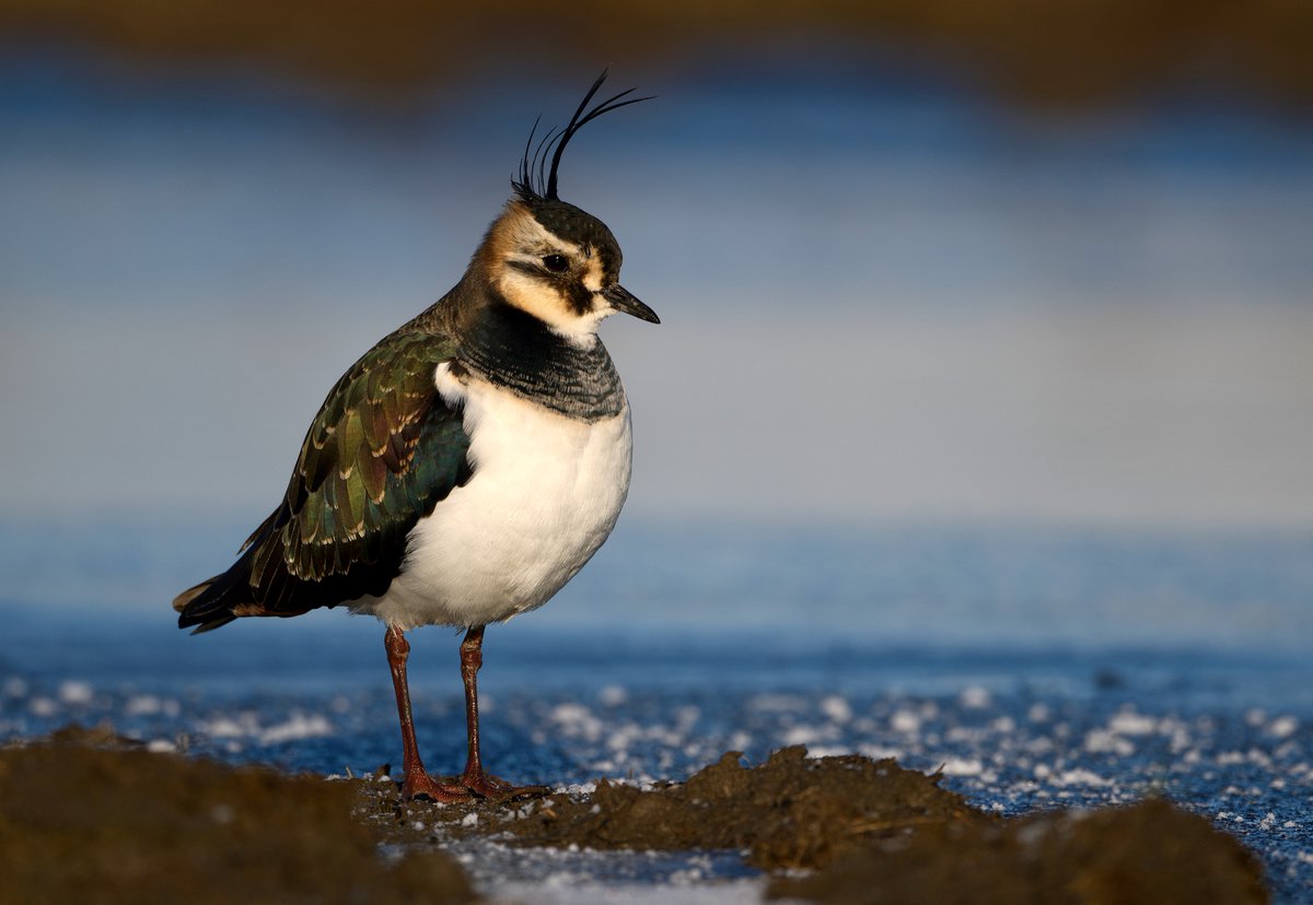 DavidTBrooker's tweet photo. Never thought i would see a Lapwing walk towards me but this afternoon this one did and he didnt stop. @NorfolkWT @BBCSpringwatch @Natures_Voice https://t.co/wQbcwlvBXV