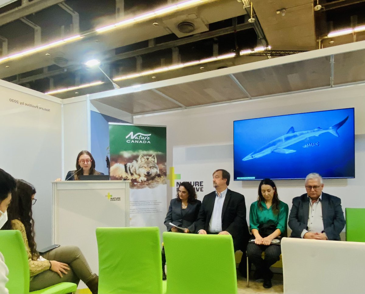 HectorBlueShark's tweet photo. Great to see one of my favourite siblings up on the screen at #COP15 w @NatureCanada and @EcologyAction ED Maggy Burns keeping the #oceanintheroom!! https://t.co/8Fh3zOAq0f