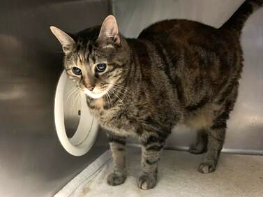 *SHELTER PLEA* Adorable Lucky Charm truly wants a new home for the holidays!! She's on Santa's nice list and deserves it, please help her!! Lucky Charm is a torbie female cat that was found in a hallway and was brought to the ACC as a stray.
facebook.com/NYCDEATHROWCAT…