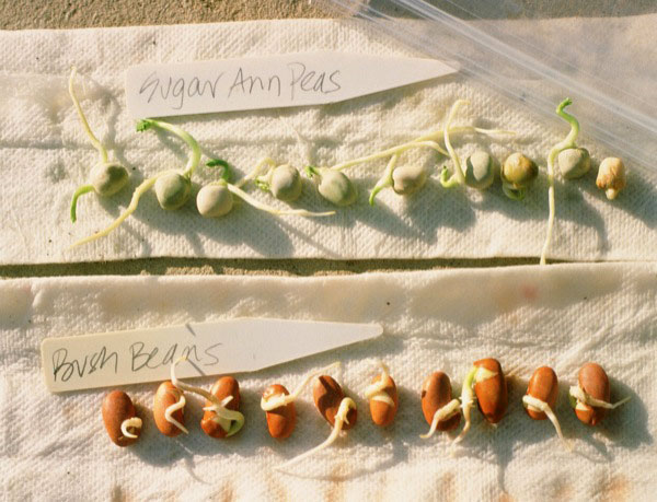 theseedguy's tweet photo. TEST YOUR SEED GERMINATION AT HOME    https://t.co/KxSe1N3ljt We have 9 Heirloom Seed Packages in Stock Now, and All Our Individual Varieties, with New Fall 2022 Harvest Seeds, and CHRISTMAS SALE Pricing.  https://t.co/KLjRkhC480   #seeds #gardening #preppe https://t.co/ksMzirbeo7