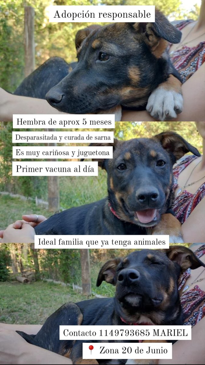 GEPeinado's tweet photo. 🚨⚠️ PERRITA EN ADOPCIÓN ⚠️🚨 https://t.co/RZ6J1JfjJT
