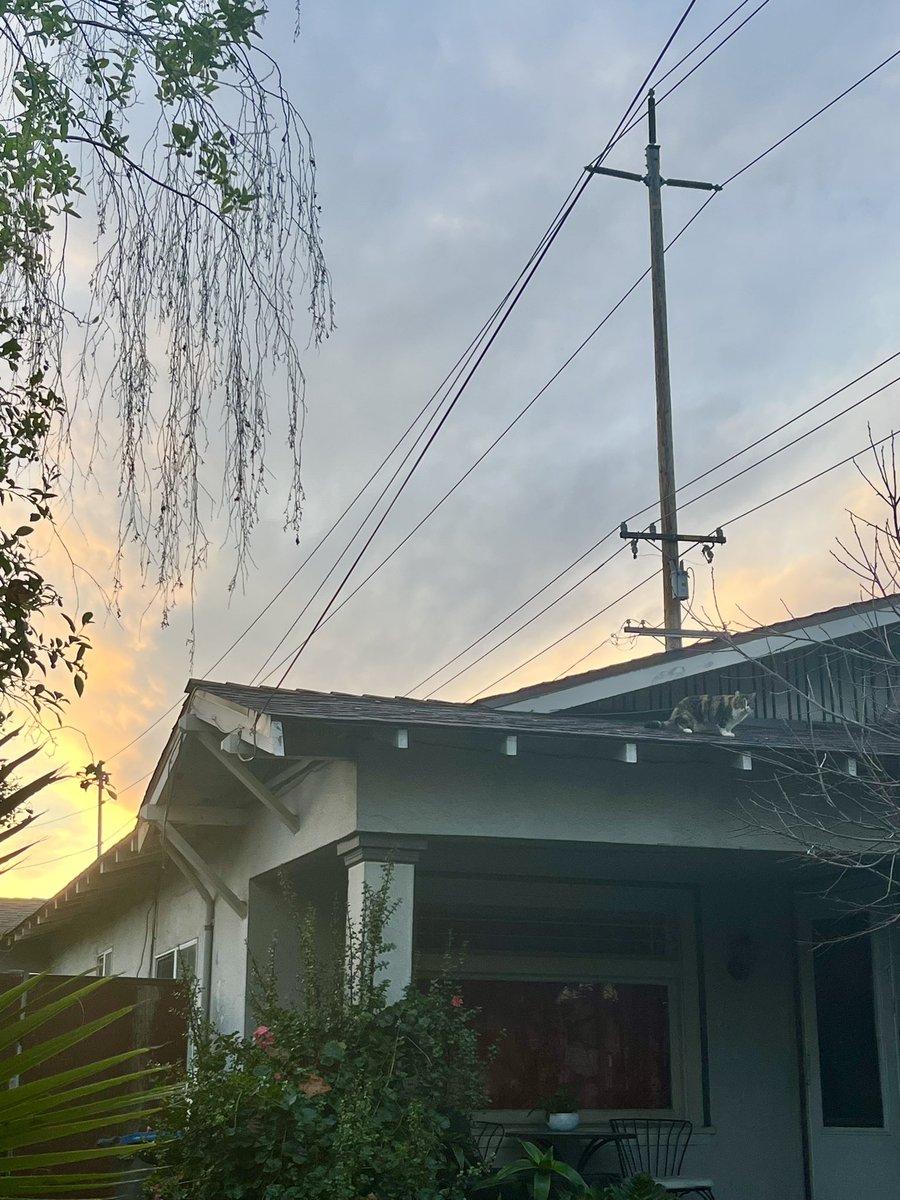 TessWillinger23's tweet photo. kitty on a roof https://t.co/zVZCA1IRaT