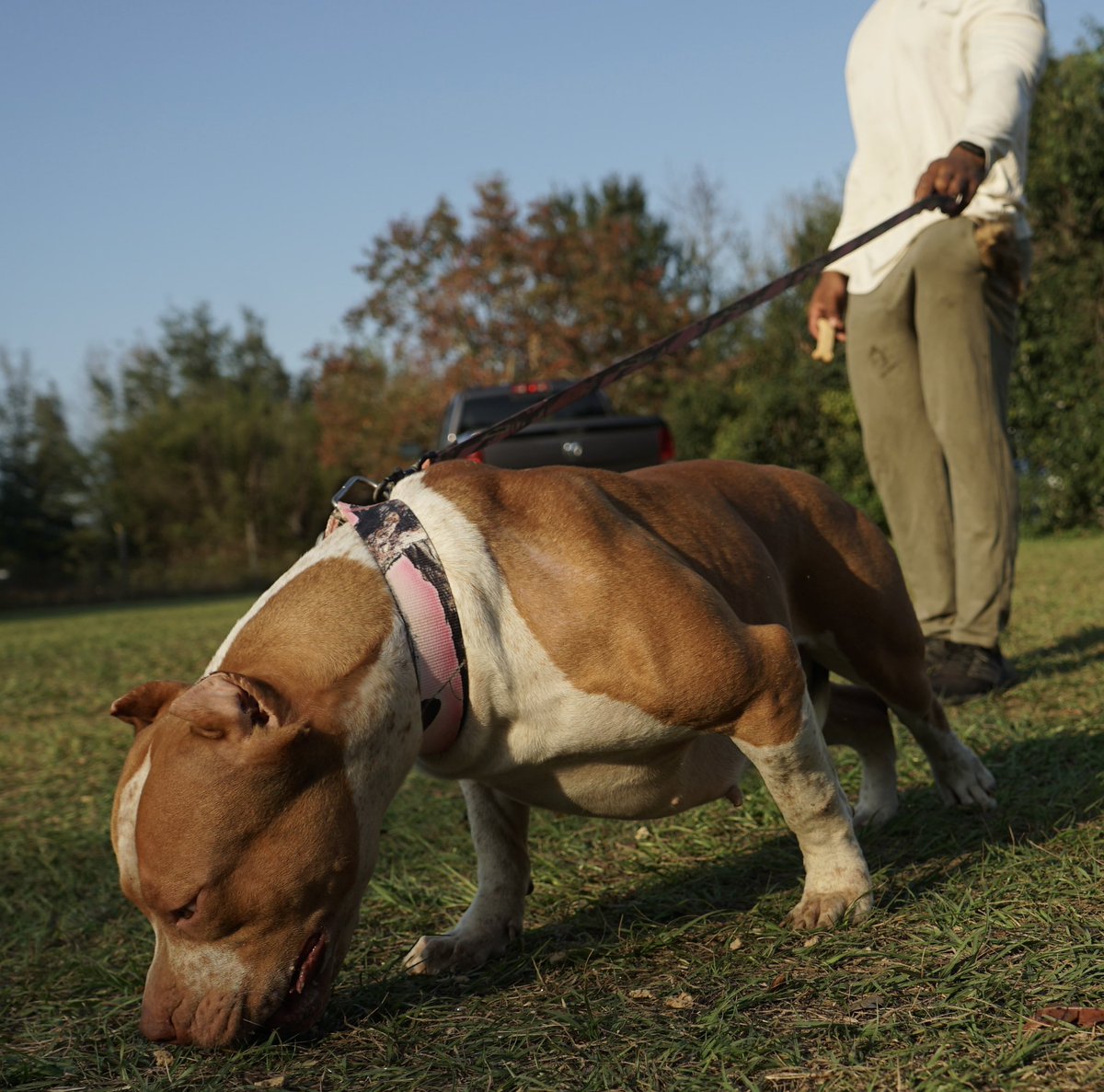 prestigiousBULS's tweet photo. Beast girl ♥️ #bully #americanbully #puppylove #instadog #bullies #frenchie #puppiesofinstagram #doglover #bulldogsofinstagram #bullyworldwide #dogoftheday #dogstagram #pitbullsofinstagram #bulliesofinstagram #englishbulldog #bullyworld #dontbullymybreed https://t.co/RqLhof85vp