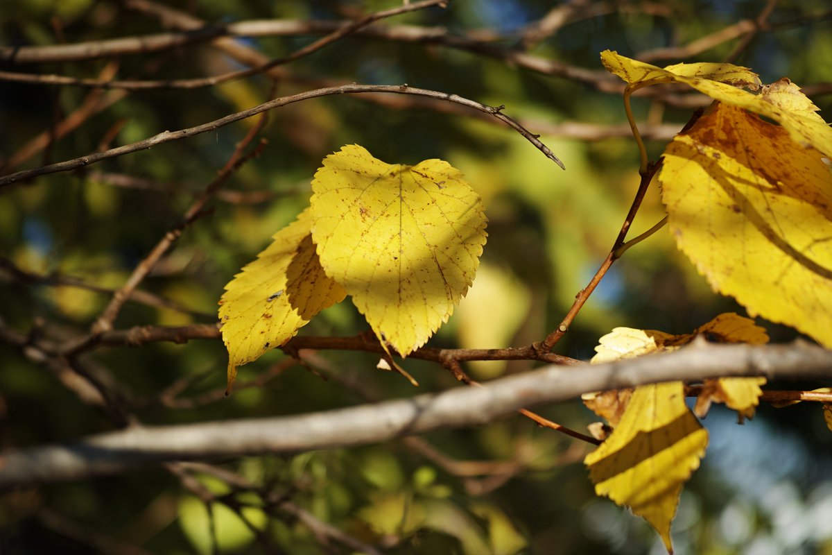 Leaf
葉

#photography #nature #NaturePhotography