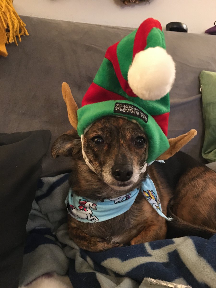 Missy_Potatoes's tweet photo. Here me iz! Iz being all festive. Iz almost smiling. 🥰🥰🧝🎅
#dogsoftwitter #doxiehuahua #sillyelf https://t.co/Ox37a70pNJ