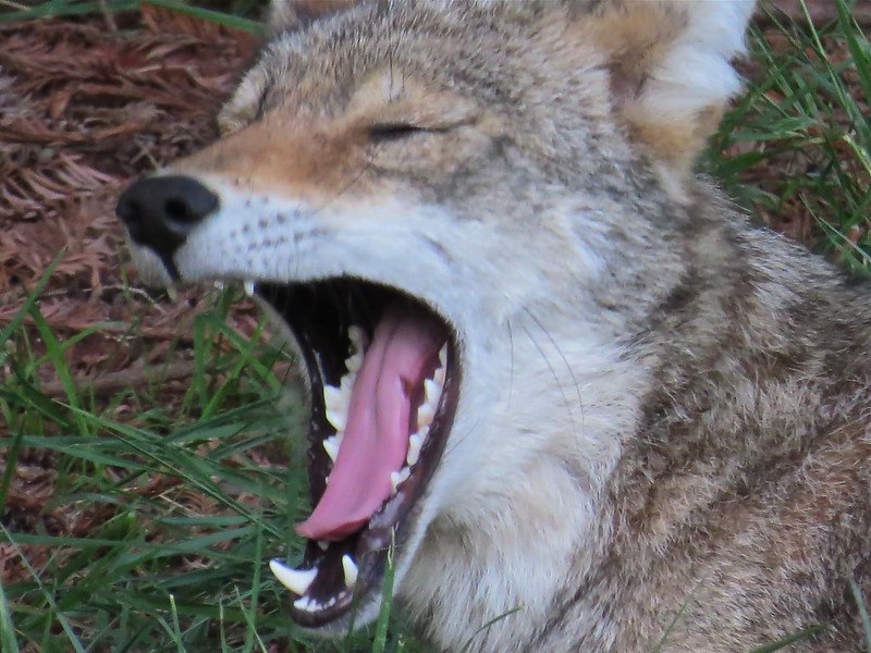 HourlyYote's tweet photo. [🔗](https://t.co/4gCTYWnLFN) https://t.co/rAjcDzLiDI