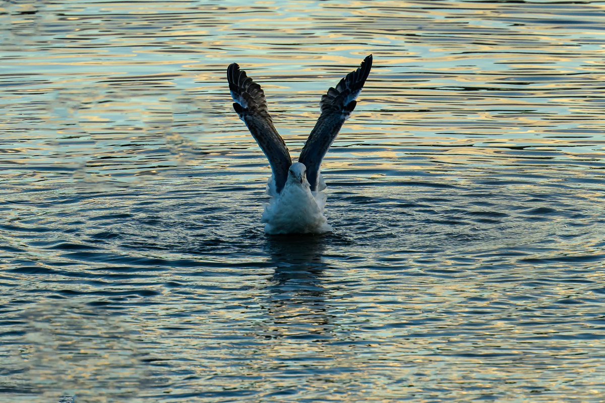 Today’s shot…Swan pose. Palo Alto Baylands. December, 2022.

#nikon #nikonphotography #nikoncreators #nikonnofilter #naturephotography #birdphotography #paloaltobaylands