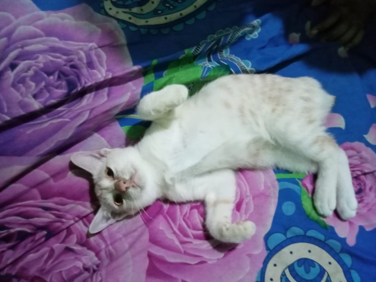 cece_wing's tweet photo. @kochengfs ini orennya luntur gys, lucu banget ini tadi pagi mau dibedong sama mama aku, pasrah aja dia https://t.co/USqR8rJBAS