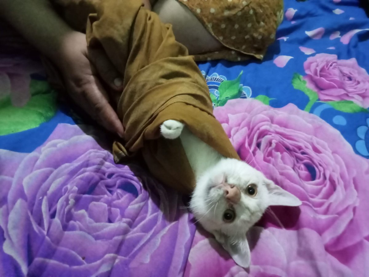 cece_wing's tweet photo. @kochengfs ini orennya luntur gys, lucu banget ini tadi pagi mau dibedong sama mama aku, pasrah aja dia https://t.co/USqR8rJBAS