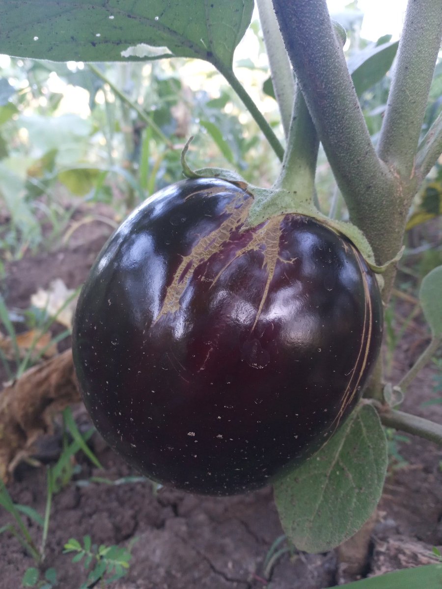offkeybrian's tweet image. The round Brinjal #eggplant #bringanya is not common in #Kisumu. Most people think it is Genetically modified to be that way. This doesn't affect the market which is majorly Indian. #marketgardening
#farminginkenya
#startingafarminkenya