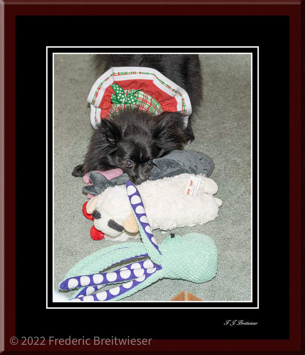 Dog Photographer tweet media