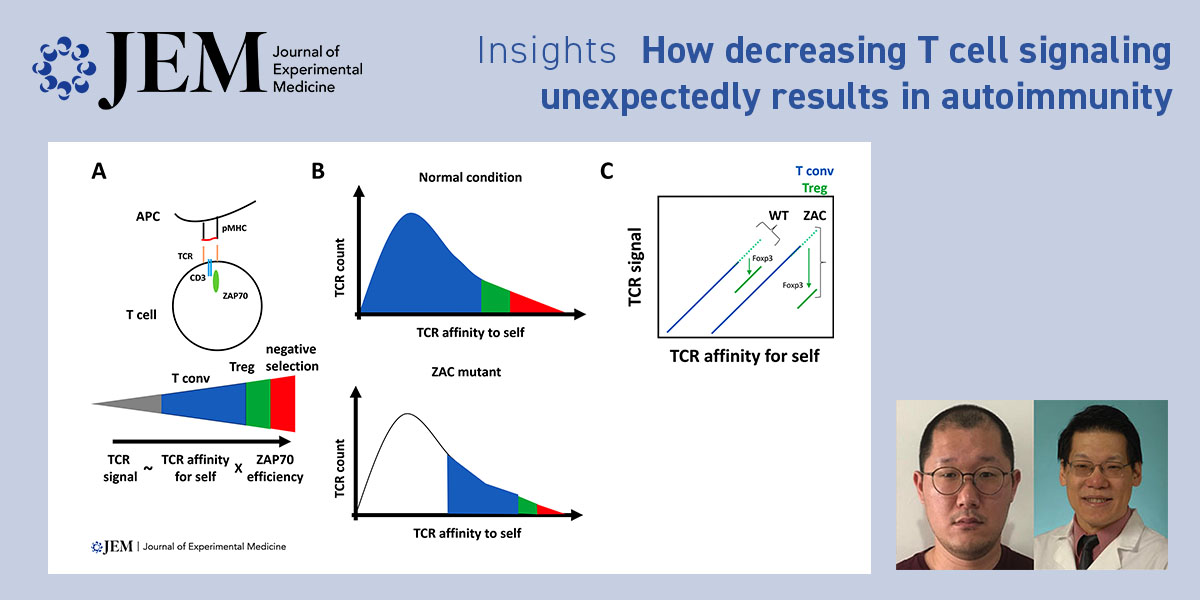 Rockefeller U. Press (@rockupress) on Twitter photo In <a href="/JExpMed/">Journal of Experimental Medicine</a>, Jaeu Yi and Chyi-Song Hsieh @WUSTL_Rheum discuss study from Tanaka et al. (bit.ly/3FiEod5) that advances our understanding of how genetic mutants that decrease T cell recognition of antigen paradoxically results in #autoimmunity. bit.ly/3HEz0T6 In <a href="/JExpMed/">Journal of Experimental Medicine</a>, Jaeu Yi and Chyi-Song Hsieh @WUSTL_Rheum discuss study from Tanaka et al. (bit.ly/3FiEod5) that advances our understanding of how genetic mutants that decrease T cell recognition of antigen paradoxically results in #autoimmunity. bit.ly/3HEz0T6
