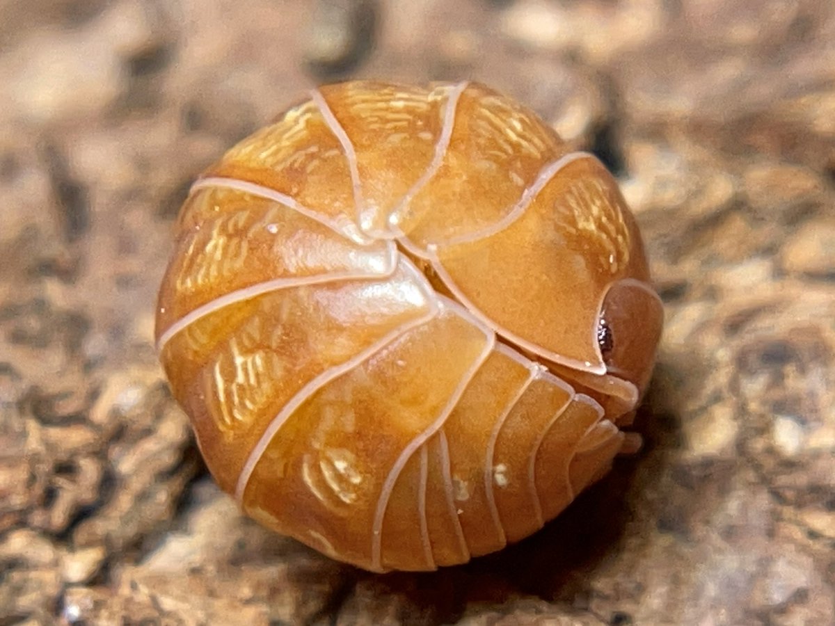 invertebrate tweet media