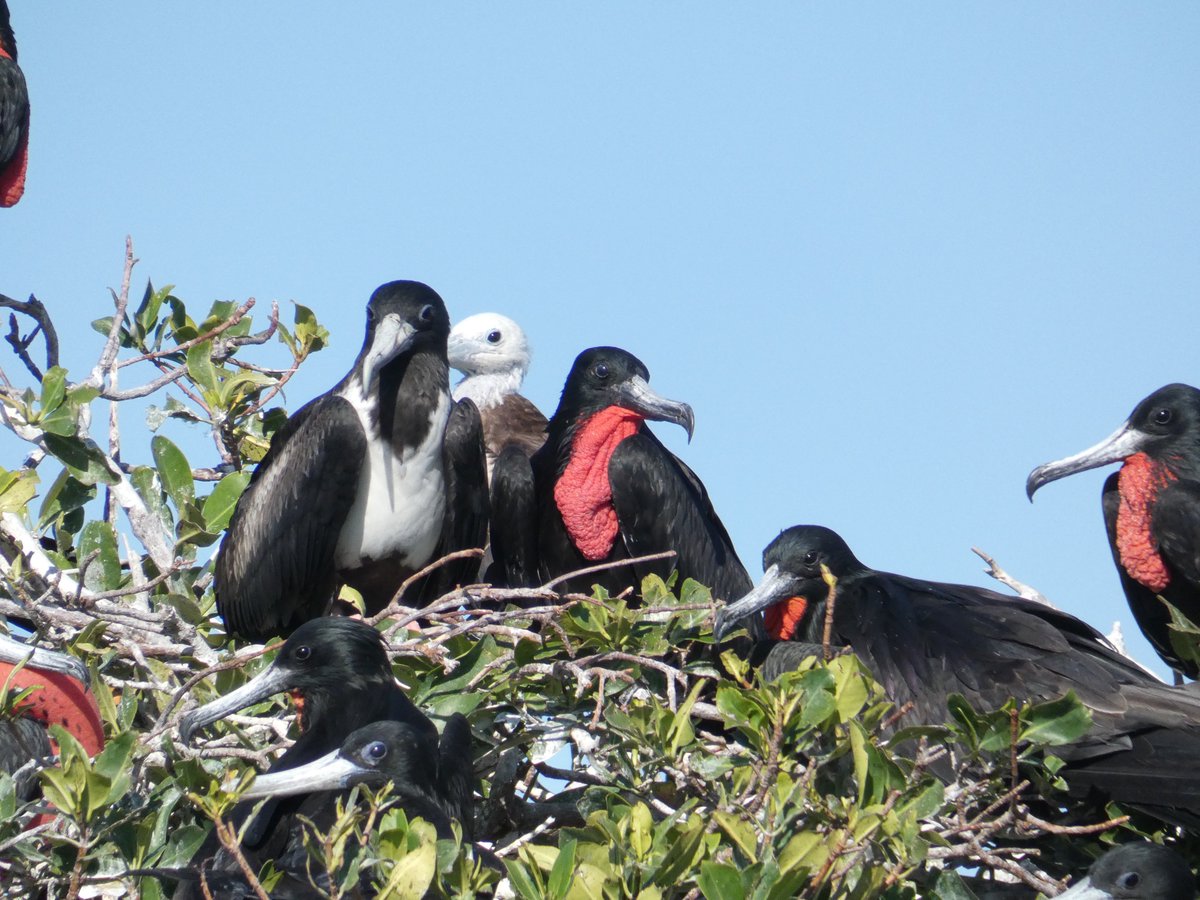 TCI Seabirds tweet media