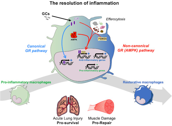 BenChazaud's tweet photo. Finally out!! A new pathway for glucocorticoid action in macrophages... via AMPK.#resolutionofinflammation
Great collaboration with @RemiRmounier @JanTuckermann @CarattiGX @DesgeorgesT 
https://t.co/tBPjjT5cr9 https://t.co/xUMHOZLrmy