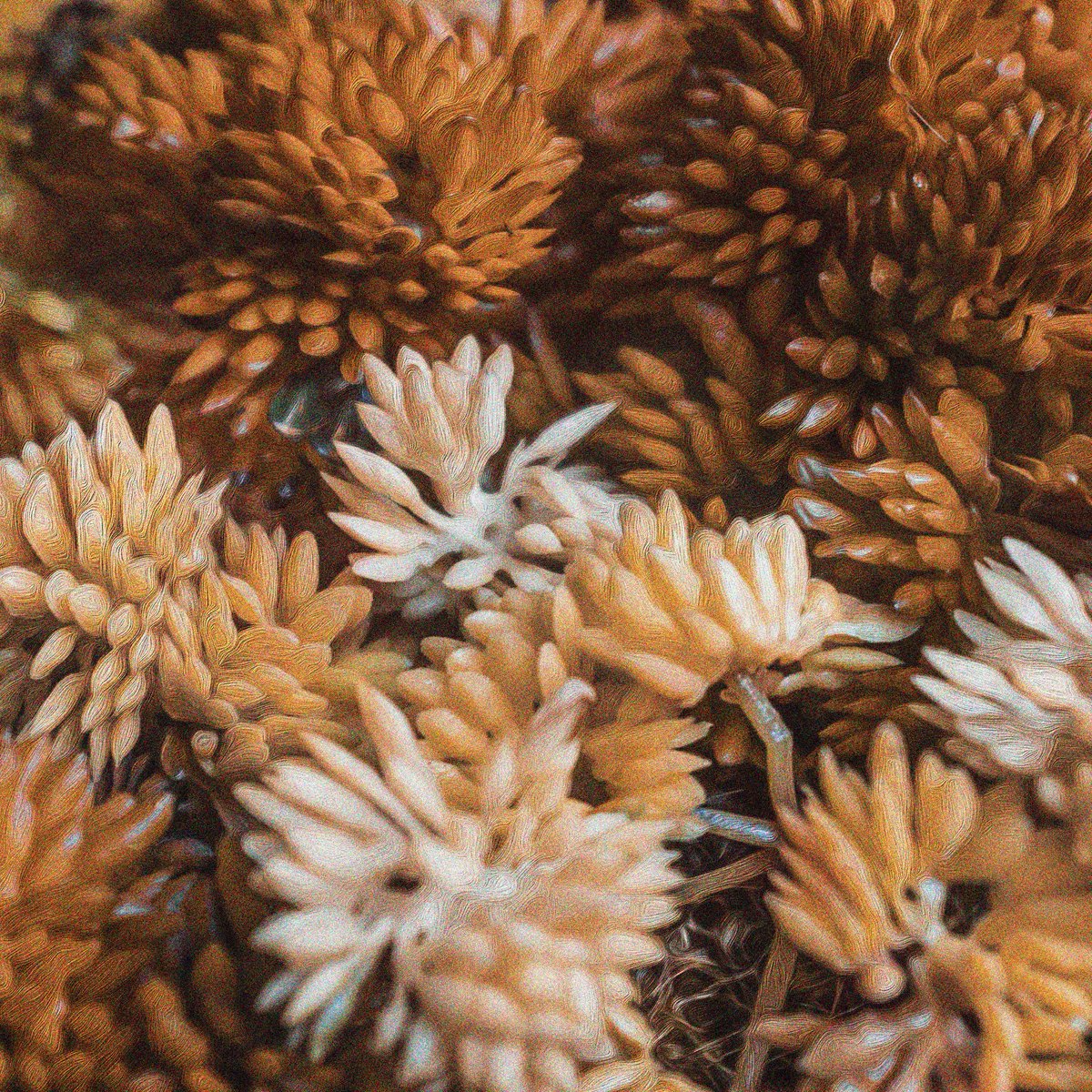 We just released a mega chill version of Long Distance Runner 🙃 Winterbourne.lnk.to/LDR_Acoustic