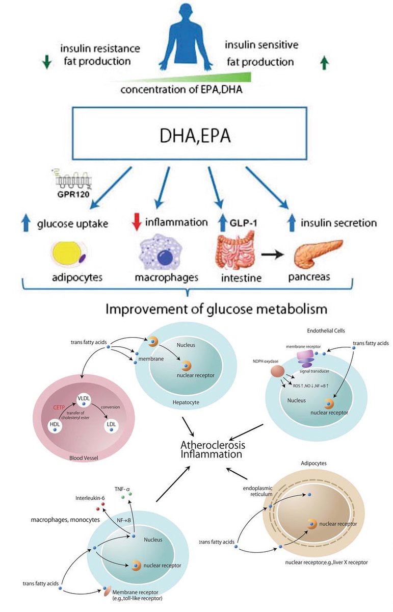 IberianCitizen tweet media