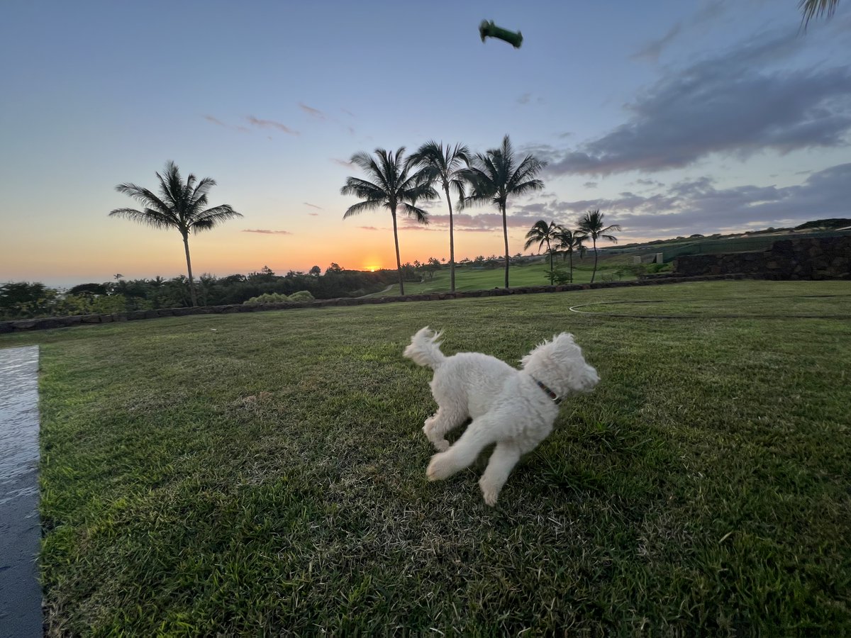 cristefor_right's tweet photo. dog and toy. colorized. 2022. me. https://t.co/FGF5ig9gEg
