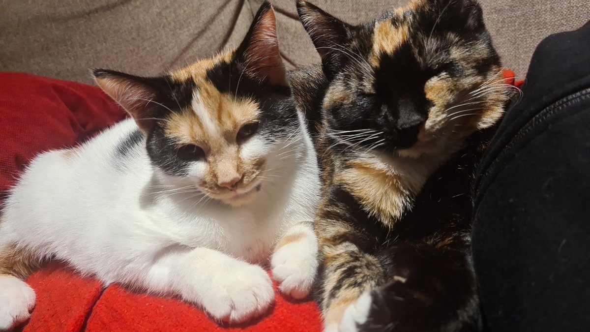 These are Lene and Lore, 5 month old sisters, really bonded, super affectionate, very playful but really well behaved at the same time. They really need a great home, they are perfect! #AdoptDontShop #Yorkshire #rescuecats #help