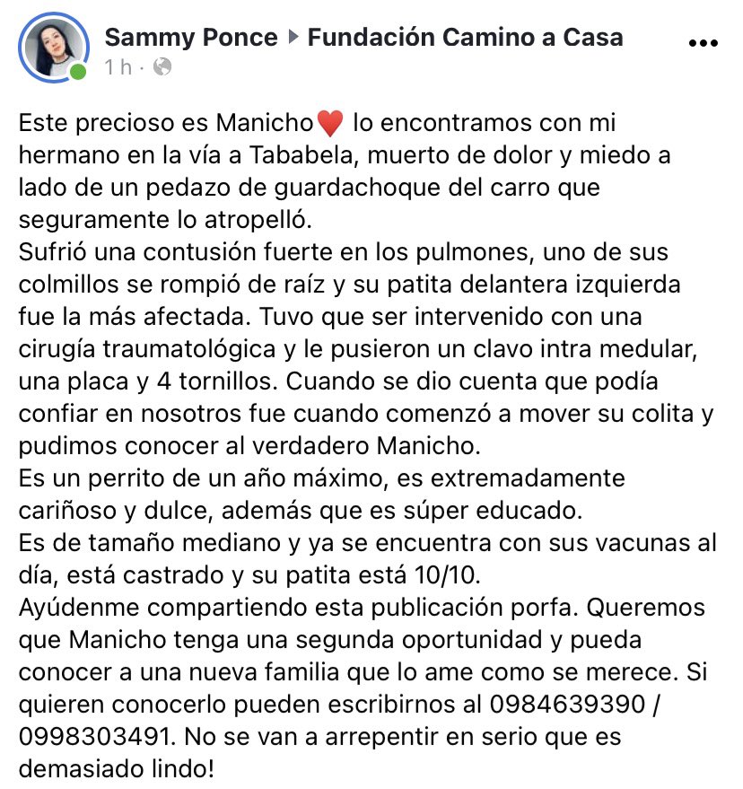 danunajera's tweet photo. Es importante que @ManichoEc sepa que un verdadero #Manicho está en adopción y así pueda llegar a más gente, hasta encontrar un hogar que lo ame mucho #quito #AdoptaNoCompres
Y lo ha cuidado la mejor veterinaria de Quito https://t.co/jsMAJbk633