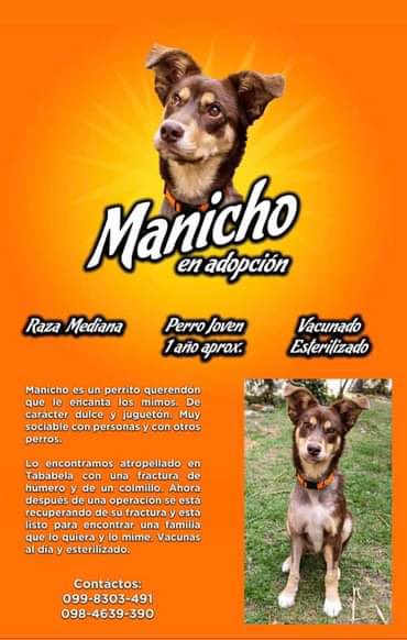 danunajera's tweet photo. Es importante que @ManichoEc sepa que un verdadero #Manicho está en adopción y así pueda llegar a más gente, hasta encontrar un hogar que lo ame mucho #quito #AdoptaNoCompres
Y lo ha cuidado la mejor veterinaria de Quito https://t.co/jsMAJbk633