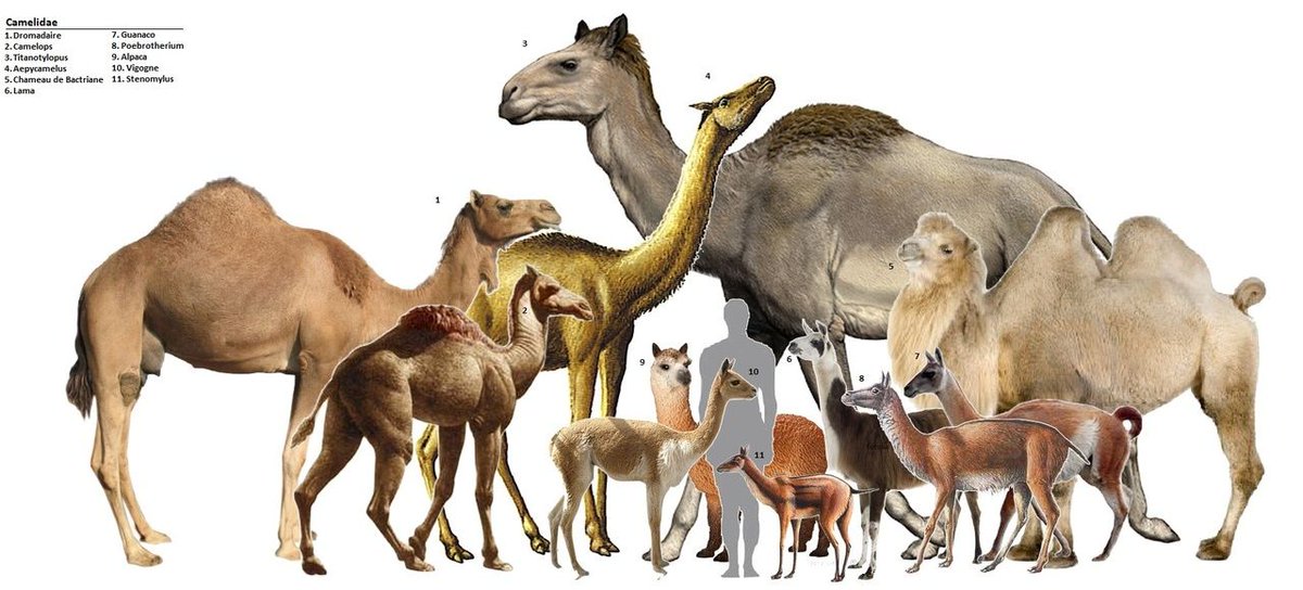 Pepppp33's tweet photo. Camels https://t.co/UWnt9ubWar