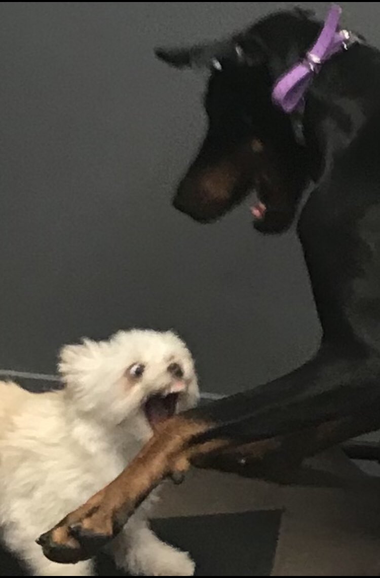 I randomly caught this on my phone today. Somebody needs to caption this…